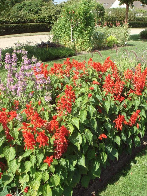 Salvia splendens 'Lighthouse'